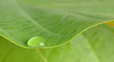 Water drop on green leaf of walnut tree