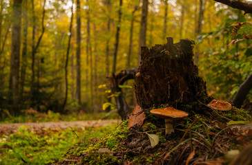 Fliegenpilz im Wald