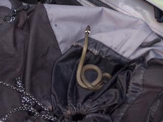 Ringelnatter im Rucksack 1