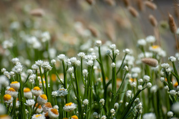 Obraz premium 大分県 くじゅう花公園