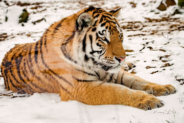Tiger in the snow