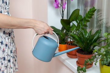 The girl florist watered the house plants from the watering can. On the window-sill is a pot of...