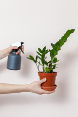 A florist girl holds a pot with house plant zamioculcas and sprays water on it