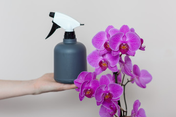 A florist girl holds a bottle with water sprayer near a purple orchid