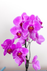 Fototapeta na wymiar Clouse-up phalaenopsis orchid flower agnist light background