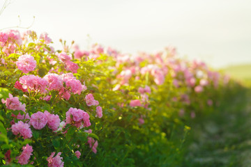 Obraz na płótnie Canvas pink rose bush closeup on field background