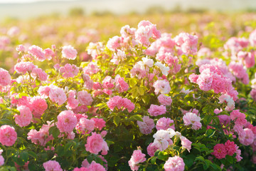 pink rose bush closeup on field background - obrazy, fototapety, plakaty