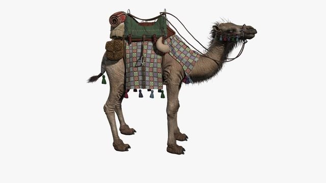 animal camel, animation, transparent background