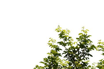 green tree branches isolated on a white background