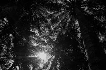 Crédence de cuisine en verre imprimé Palmier coconut palm trees at the beach - perspective view - monochrome