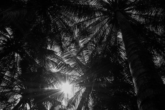 coconut palm trees at the beach - perspective view - monochrome
