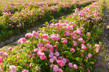 Fototapeta premium Field of roses