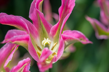 Tulipano rosa simil giglio