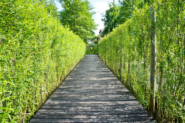 Fototapeta na wymiar A wooden walkway along the beautiful grove of young bamboo