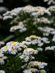 Beautiful summer  flowers in the garden.Tanacetum parthenium.