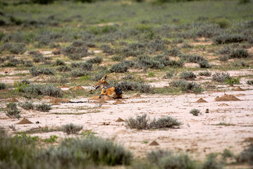 Black-backed jackal, Canis mesomelas, in the gemsbok national park,  Kalahari South Africa