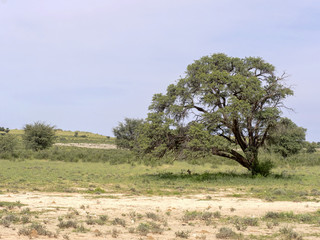 Obraz premium Dry trees in Gemsbok National Park,Kalahari South Africa