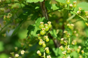 unripe berries  - bush of currant