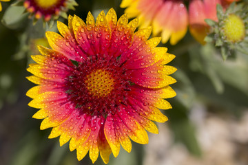 Gaillardia flower red Flower of the Aster family, used in landscaping, and for creating holiday bouquets
