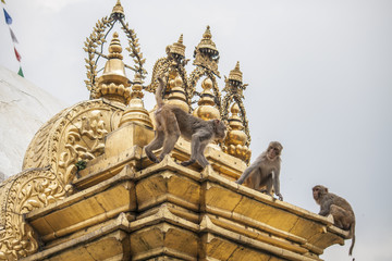 Fototapeta na wymiar Affen klettern am Monkey Tempel