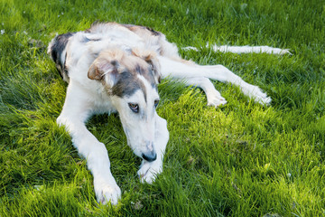 Obraz premium Sad big white dog Russian Greyhound sick on the lawn in the street. Possible tick bite