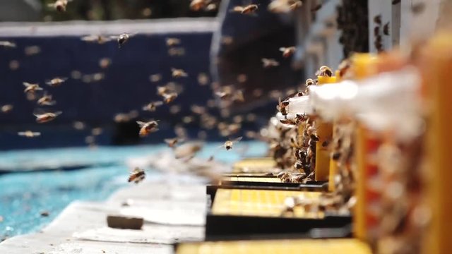 bee keeping