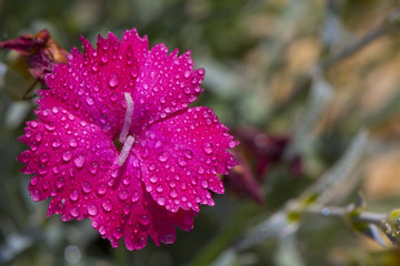 Carnations are beautiful flowers for your garden close up