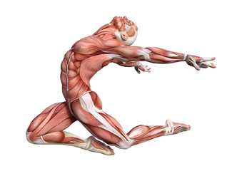 3D Rendering Male Anatomy Figure on White - obrazy, fototapety, plakaty