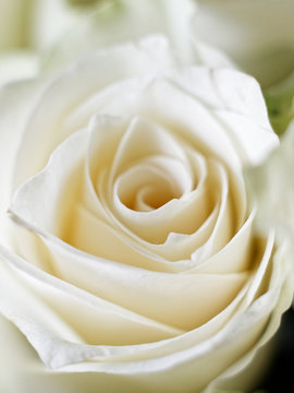 Macro White Rose 5