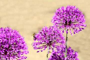 Sternkugellauch, Zierlauch, Allium