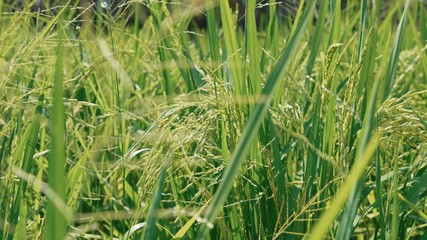 Close-up of growing unripe rice at rice field