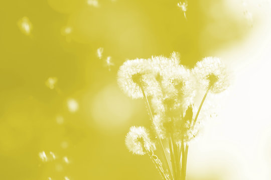 Double exposure dandelions on blurred yellow background