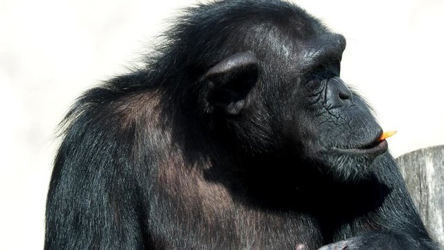 A chimpanzee (Pan Troglodytes) eating a vegetable. Portrait of the chimpanzee.