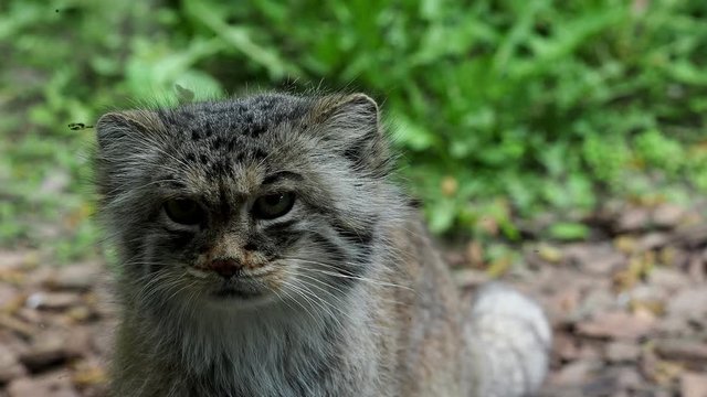 Portrait of beautiful cat (Otocolobus manul)
