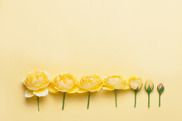 Fototapeta premium Yellow roses on yellow background