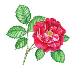 Pink rose branch. Watercolor hand painted pink rose. Can be used as print, postcard, wedding invitation, greeting card, packaging design, label, sticker, textile.