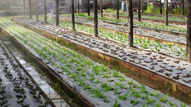 watering system in action. Hydroponic system.