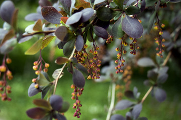 Berberis or Barberry shrub blooming in garden in spring