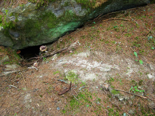 Animal hole under the stone