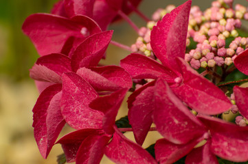 Brightly colored pink and red hydrangea buds and petals, in a natural setting, using a shallow depth of field.