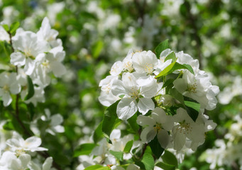 White Apple flowers on a branch