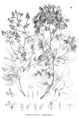 Illustration of plant