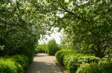 Fototapeta na wymiar Arch of flowering Apple trees and green shrubs