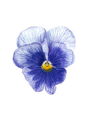 Blue pansy flower. Watercolor hand painted  pansy flower. Blue pansy flower can be used as print, postcard, invitation, greeting card, packaging design, sticker, textile and so on.
