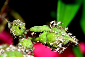 Grüne Raupe frißt eine Blattlaus, sitzt auf Rosenknospe