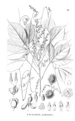 Illustration of plant