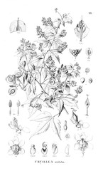 Illustration of plant