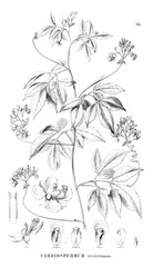 Illustration of plant