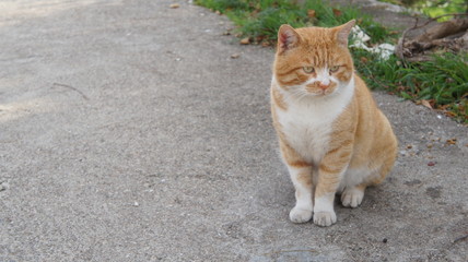 Fototapeta premium Turkish cat