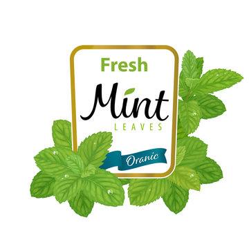 Green mint leaves frame on white background template. Vector set of plant element for advertising, packaging design of mint tea products.